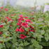 Diascia elegans 'Elfjes Deep Red'.JPG