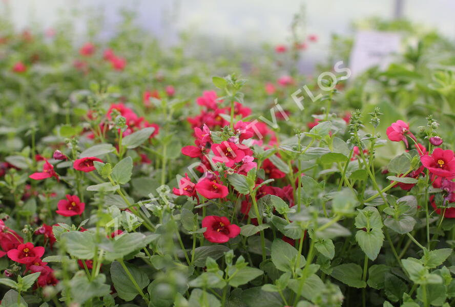 Ostruhatka 'Elfjes Deep Red' - Diascia elegans 'Elfjes Deep Red'