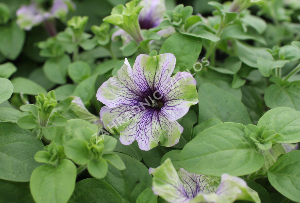 Petúnie 'Amazonas Plum Cockatoo' - Petunia 'Amazonas Plum Cockatoo'
