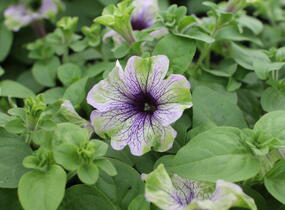 Petúnie 'Amazonas Plum Cockatoo' - Petunia 'Amazonas Plum Cockatoo'