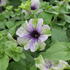 Petunia 'Amazonas Plum Cockatoo'_1.JPG