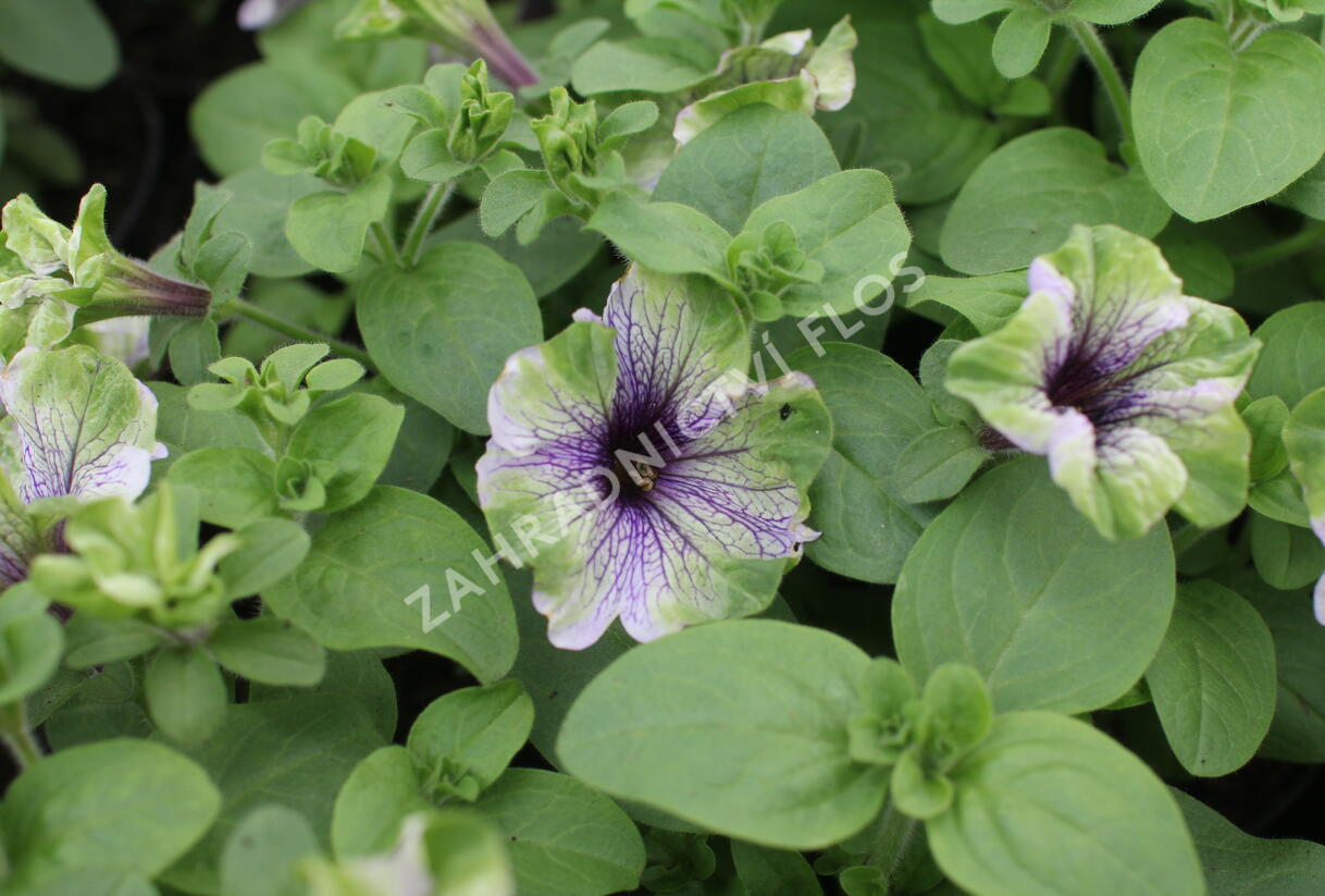 Petúnie 'Amazonas Plum Cockatoo' - Petunia 'Amazonas Plum Cockatoo'