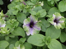 Petúnie 'Amazonas Plum Cockatoo' - Petunia 'Amazonas Plum Cockatoo'