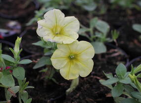 Petúnie 'Capella Hello Sunshine' - Petunia × atkinsoniana 'Capella Hello Sunshine'