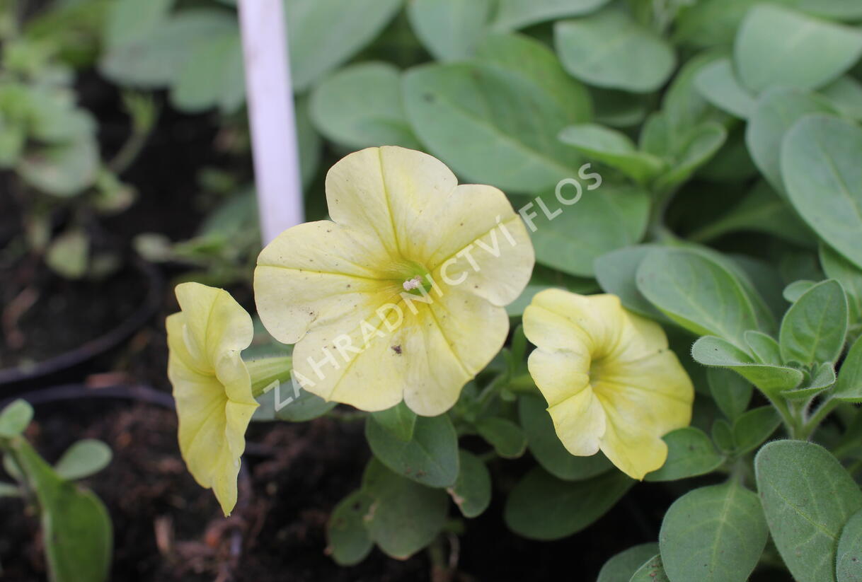 Petúnie 'Capella Hello Sunshine' - Petunia × atkinsoniana 'Capella Hello Sunshine'