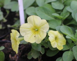 Petúnie 'Capella Hello Sunshine'