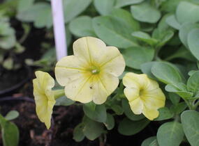 Petúnie 'Capella Hello Sunshine' - Petunia × atkinsoniana 'Capella Hello Sunshine'
