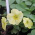 Petunia × atkinsoniana 'Capella Hello Sunshine'.JPG