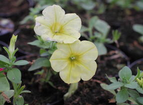Petúnie 'Capella Hello Sunshine' - Petunia × atkinsoniana 'Capella Hello Sunshine'