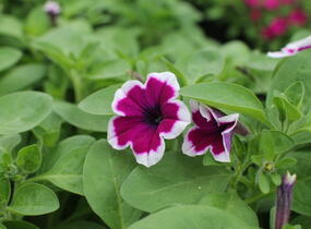 Petúnie 'Capella Rim Raspberry' - Petunia × atkinsoniana 'Capella Rim Raspberry'