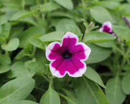 Petúnie 'Capella Rim Raspberry'