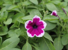 Petúnie 'Capella Rim Raspberry' - Petunia × atkinsoniana 'Capella Rim Raspberry'