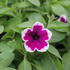 Petunia × atkinsoniana 'Capella Rim Raspberry'.JPG