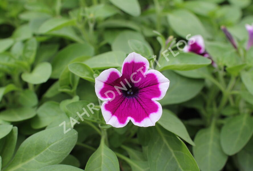 Petúnie 'Capella Rim Raspberry' - Petunia × atkinsoniana 'Capella Rim Raspberry'