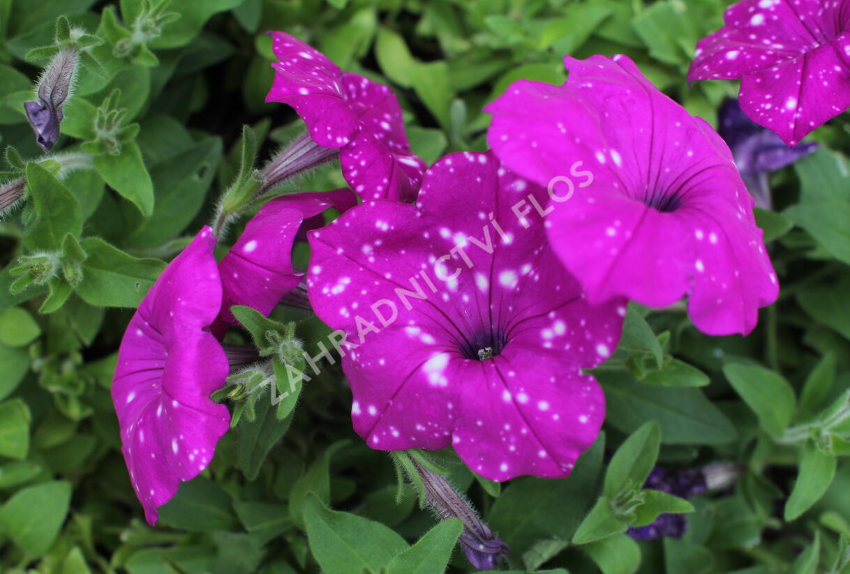 Petúnie 'Splash Dance Purple Polka' - Petunia hybrida 'Splash Dance Purple Polka'