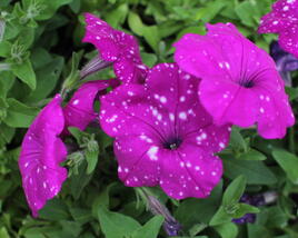 Petúnie 'Splash Dance Purple Polka'