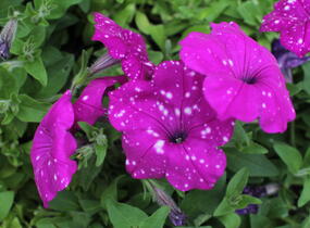 Petúnie 'Splash Dance Purple Polka' - Petunia hybrida 'Splash Dance Purple Polka'