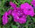 Petúnie 'Splash Dance Purple Polka'