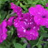 Petunia hybrida 'Splash Dance Purple Polka'.JPG