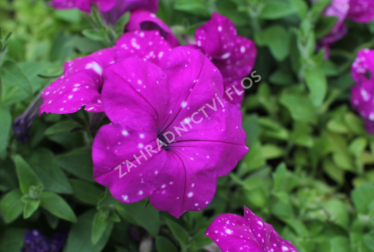Petúnie 'Splash Dance Purple Polka' - Petunia hybrida 'Splash Dance Purple Polka'