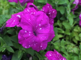 Petúnie 'Splash Dance Purple Polka' - Petunia hybrida 'Splash Dance Purple Polka'