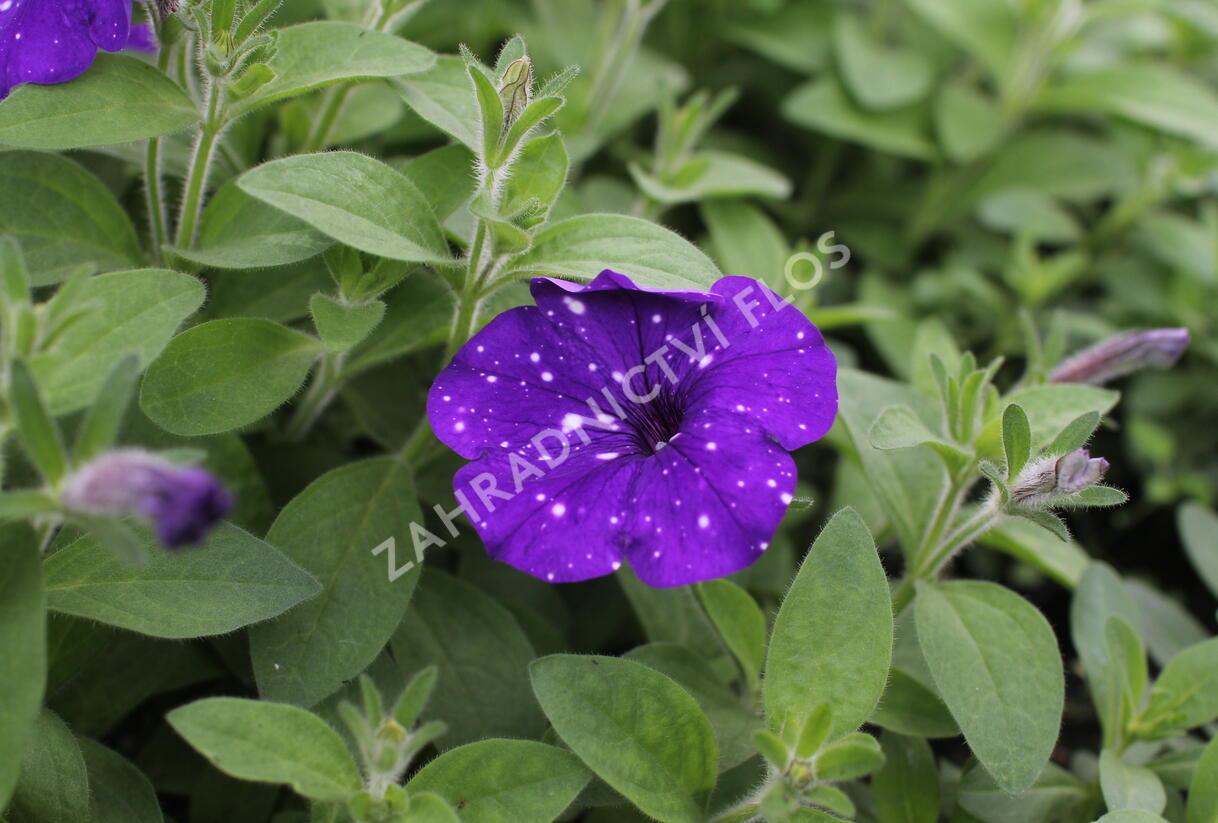 Petúnie 'Splash Dance Bolero Blue' - Petunia hybrida 'Splash Dance Bolero Blue'
