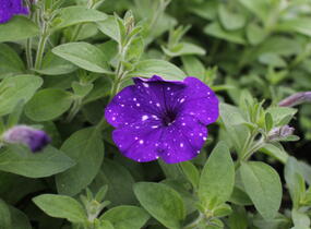Petúnie 'Splash Dance Bolero Blue' - Petunia hybrida 'Splash Dance Bolero Blue'