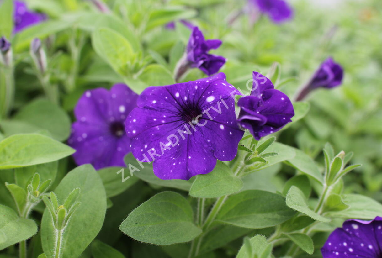 Petúnie 'Splash Dance Bolero Blue' - Petunia hybrida 'Splash Dance Bolero Blue'