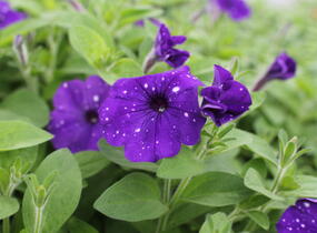 Petúnie 'Splash Dance Bolero Blue' - Petunia hybrida 'Splash Dance Bolero Blue'