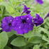 Petunia hybrida 'Splash Dance Bolero Blue'_1.JPG