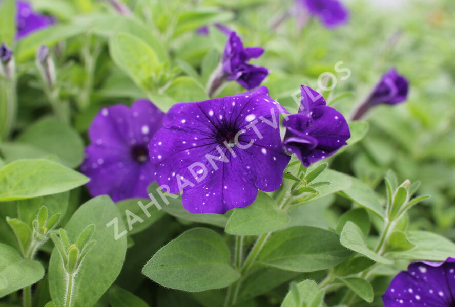 Petúnie 'Splash Dance Bolero Blue' - Petunia hybrida 'Splash Dance Bolero Blue'