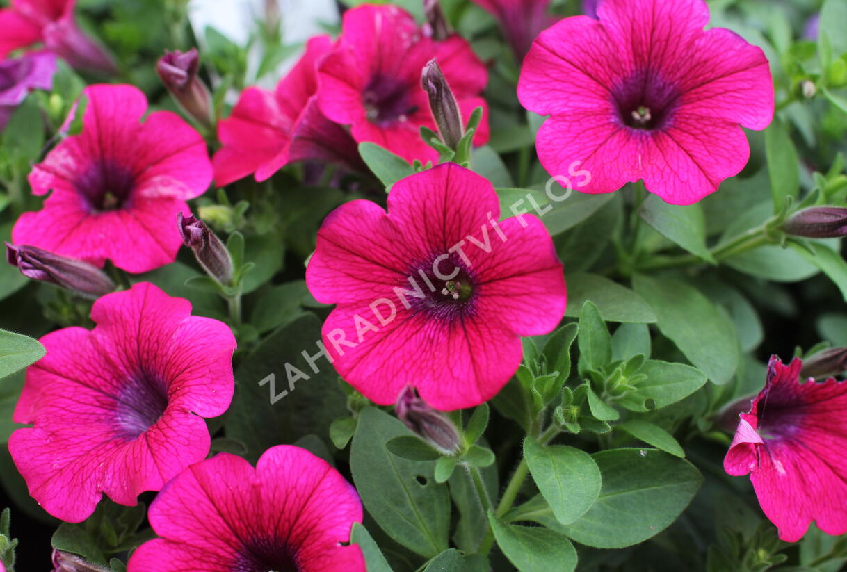 Petúnie 'Sweet Pleasure Hot Pink' - Petunia hybrida 'Sweet Pleasure Hot Pink'