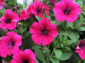 Petúnie 'Sweet Pleasure Hot Pink' - Petunia hybrida 'Sweet Pleasure Hot Pink'