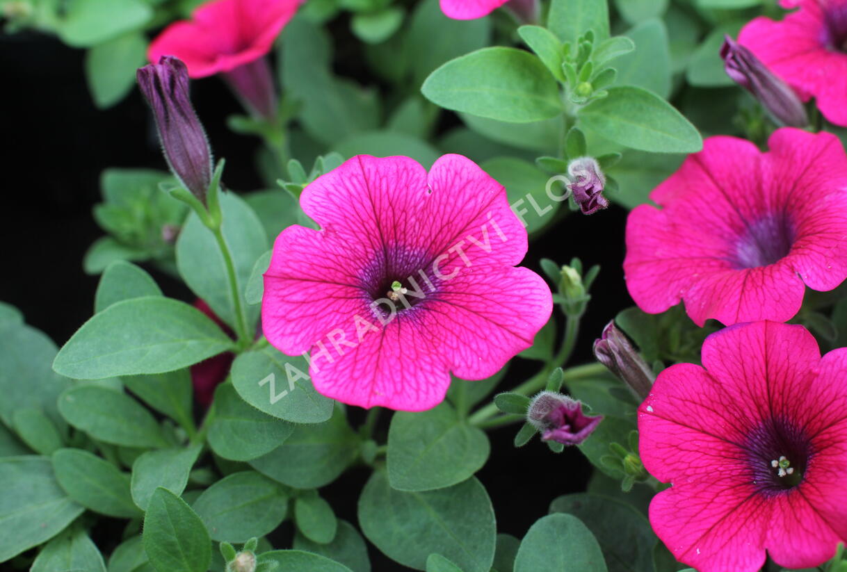 Petúnie 'Sweet Pleasure Hot Pink' - Petunia hybrida 'Sweet Pleasure Hot Pink'