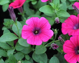 Petúnie 'Sweet Pleasure Hot Pink'