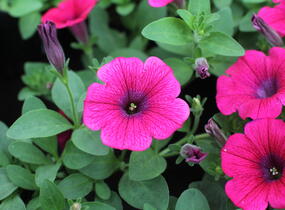 Petúnie 'Sweet Pleasure Hot Pink' - Petunia hybrida 'Sweet Pleasure Hot Pink'