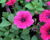 Petúnie 'Sweet Pleasure Hot Pink'