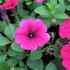 Petunia hybrida 'Sweet Pleasure Hot Pink'.JPG
