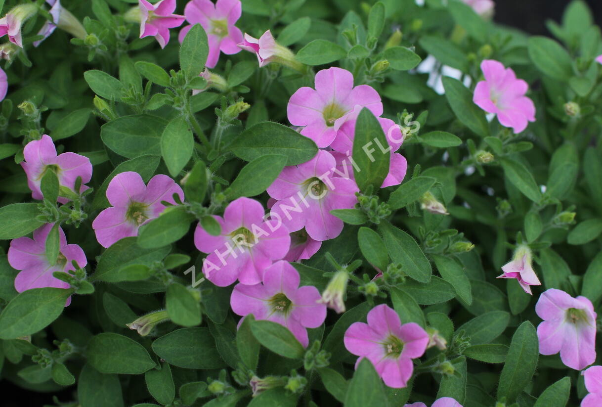 Petúnie 'Itsy Light Pink' - Petunia hybrida 'Itsy Light Pink'