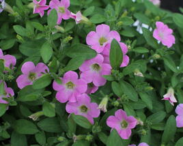 Petúnie 'Itsy Light Pink'