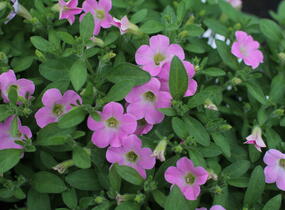 Petúnie 'Itsy Light Pink' - Petunia hybrida 'Itsy Light Pink'