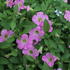 Petunia hybrida 'Itsy Light Pink'_1.JPG