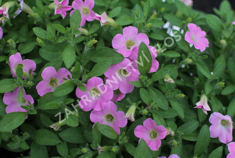 Petúnie 'Itsy Light Pink' - Petunia hybrida 'Itsy Light Pink'