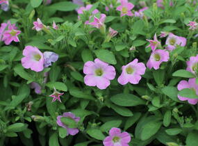 Petúnie 'Itsy Light Pink' - Petunia hybrida 'Itsy Light Pink'