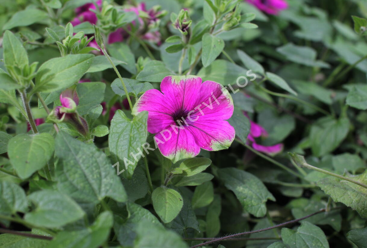 Petúnie 'Cascadias Pitaya' - Petunia hybrida 'Cascadias Pitaya'