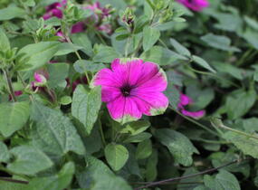Petúnie 'Cascadias Pitaya' - Petunia hybrida 'Cascadias Pitaya'
