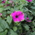 Petunia hybrida 'Cascadias Pitaya'_1.JPG