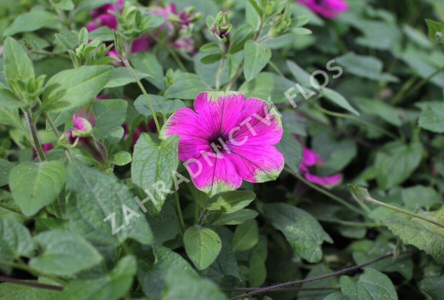 Petúnie 'Cascadias Pitaya' - Petunia hybrida 'Cascadias Pitaya'