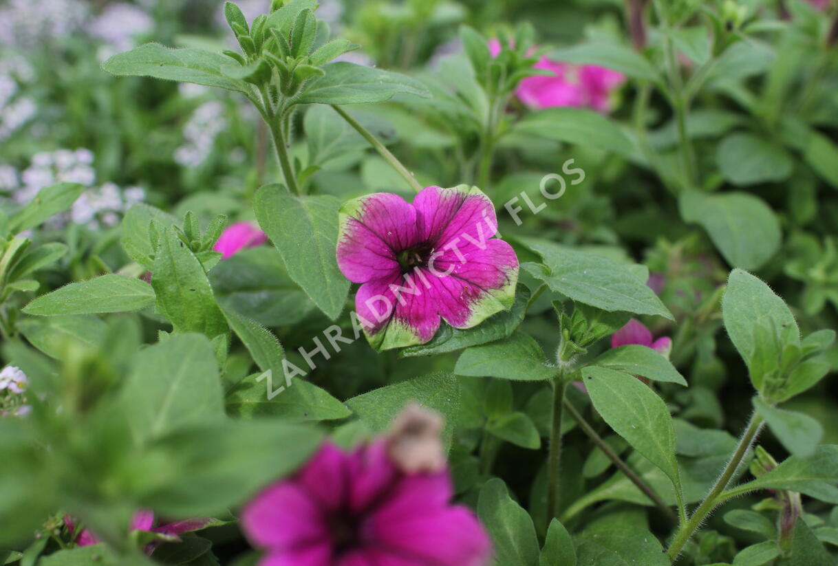 Petúnie 'Cascadias Pitaya' - Petunia hybrida 'Cascadias Pitaya'
