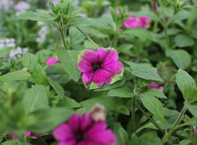 Petúnie 'Cascadias Pitaya' - Petunia hybrida 'Cascadias Pitaya'